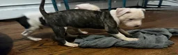 American Pit Bull Terrier dogs for sale: American Pit Bull Terrier 6 - Ad 4