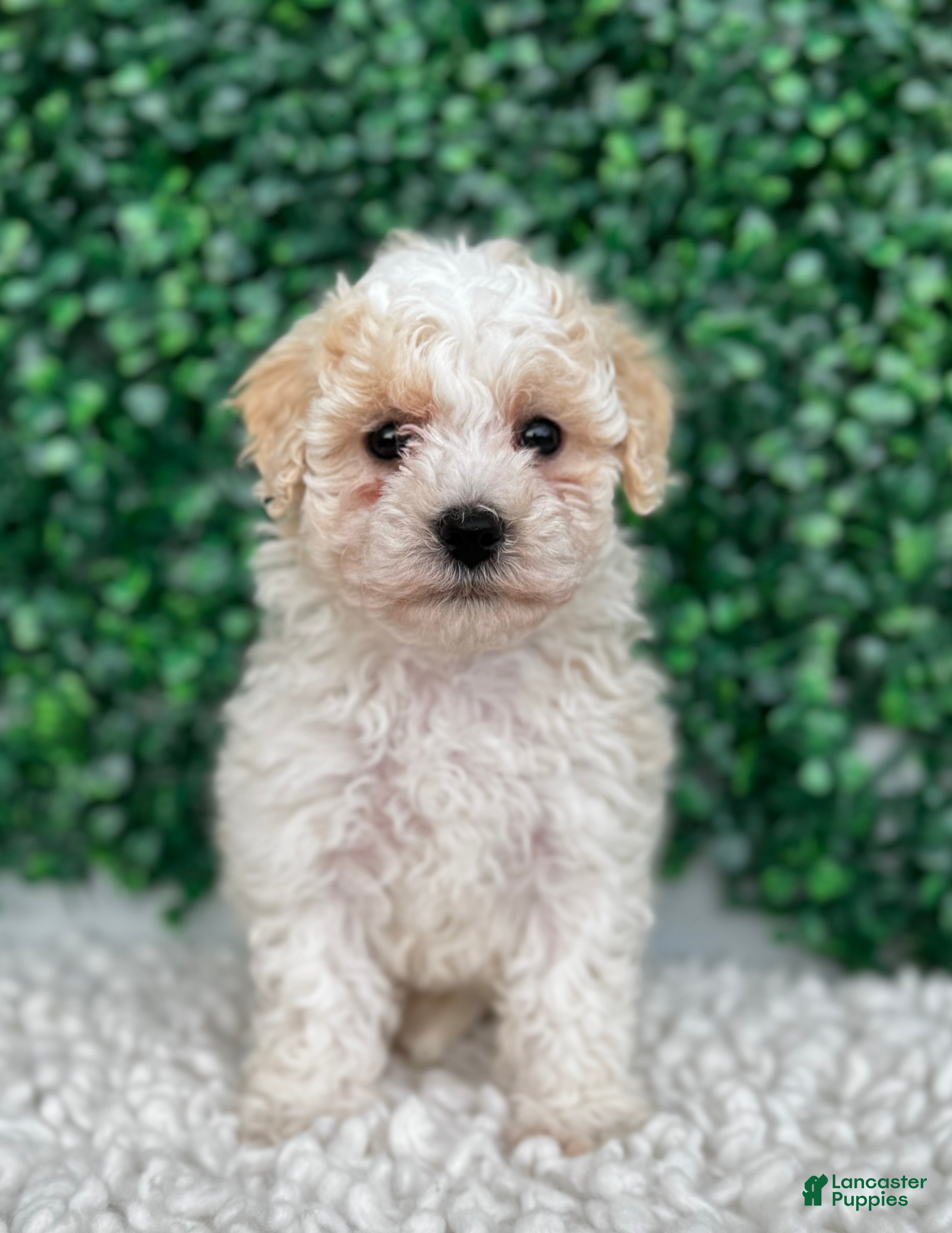 Maltipoo dogs Hailey  - Ad 1
