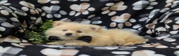 Pomeranian dogs for sale: MacDuff Genetic Testing 9 lbs Full Grown - Ad 6