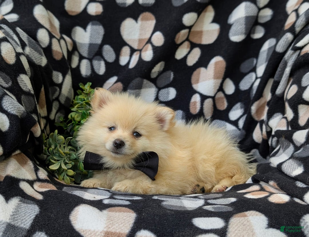 Pomeranian dogs for sale: MacDuff Genetic Testing 9 lbs Full Grown - Ad 6