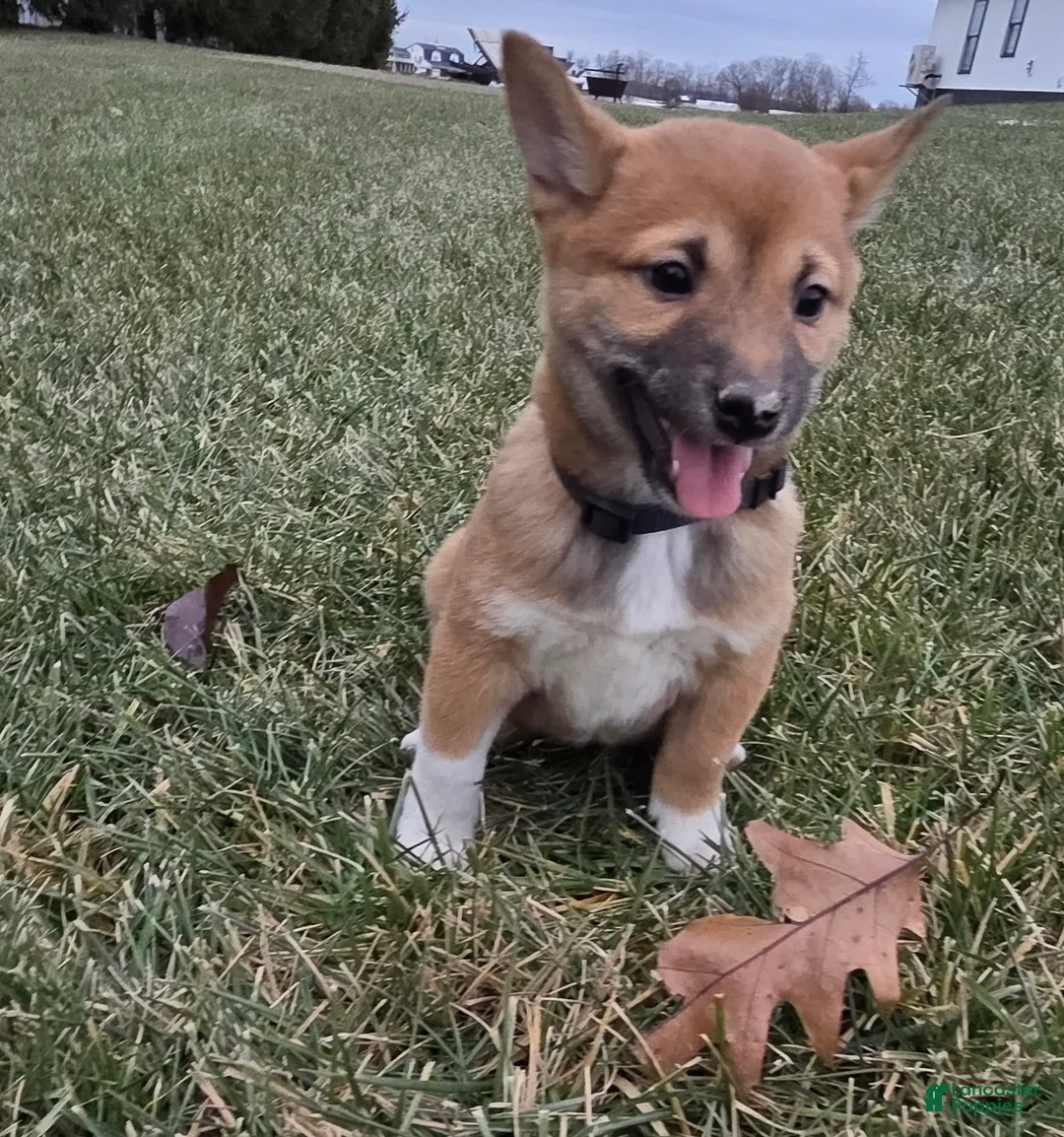 Shiba Inu dogs for sale: Leo - Ad 4