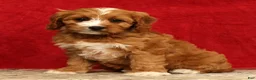 Cavapoo dogs for sale: Bella - Ad 6