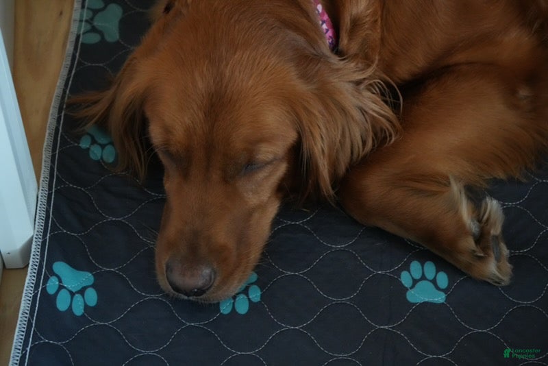 Golden Retriever dogs Miss. Grey - Ad 2