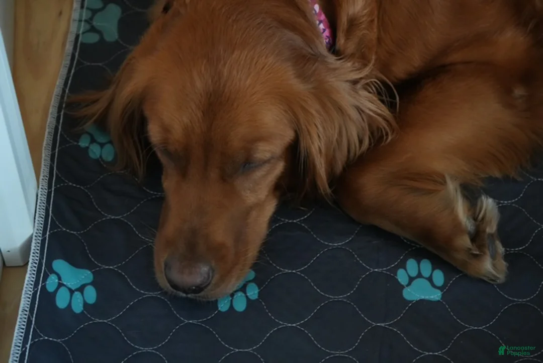 Golden Retriever dogs for sale: Miss. Teal - Ad 2