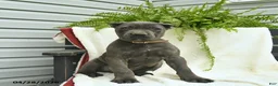 Cane Corso dogs for sale: Domino - Ad 1