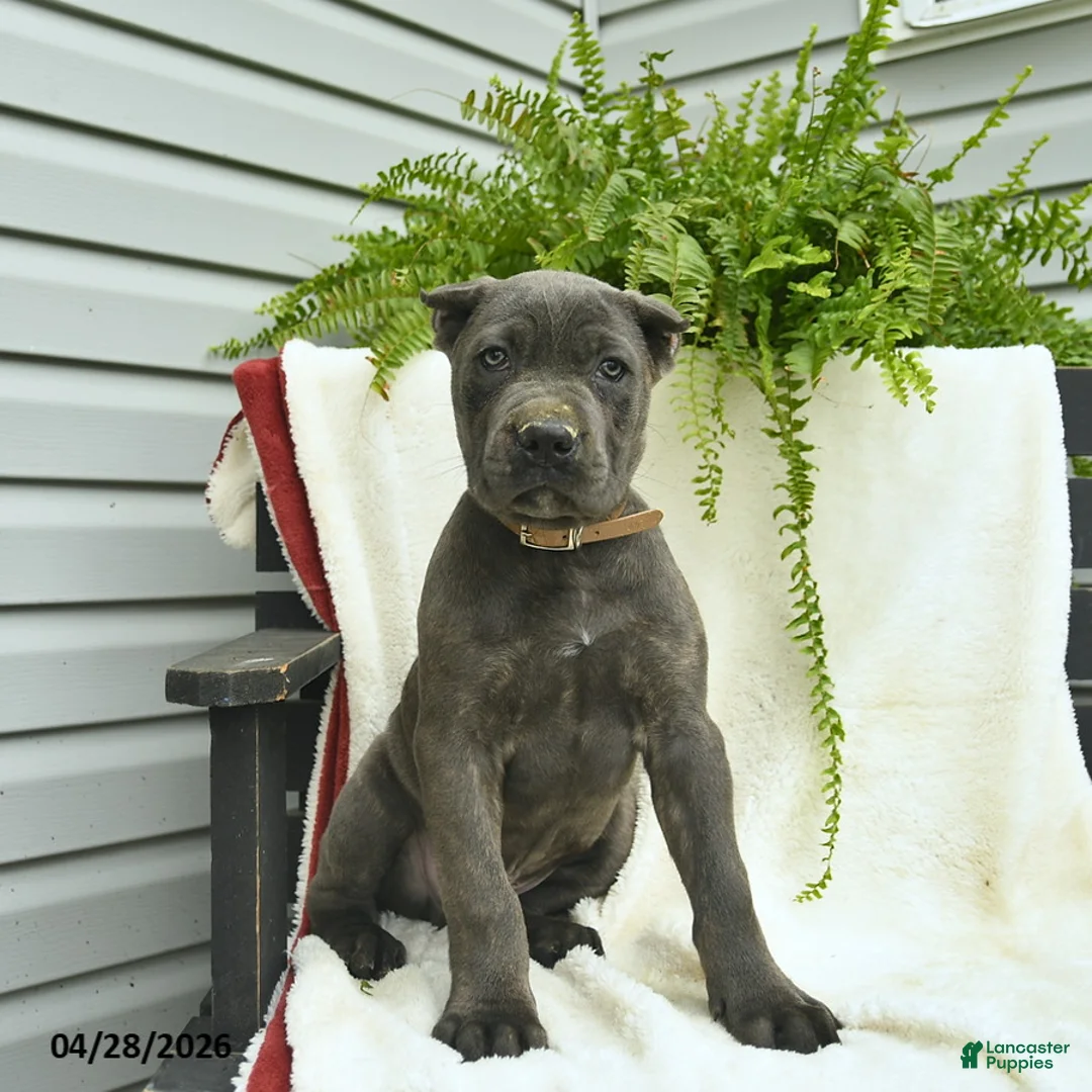 Cane Corso dogs for sale: Domino - Ad 1