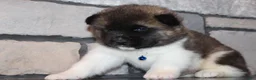 Akita dogs for sale: AKC Huey - Ad 9