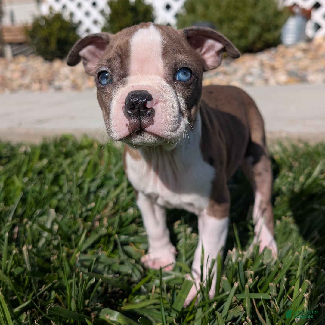 Boston Terrier dogs for sale: Lavender - Ad 1