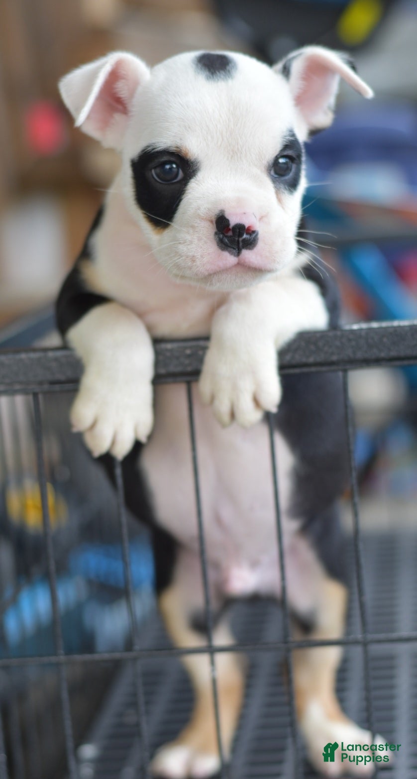 Mixed Breed dogs Bruno mini hybrid bulldog  - Ad 1
