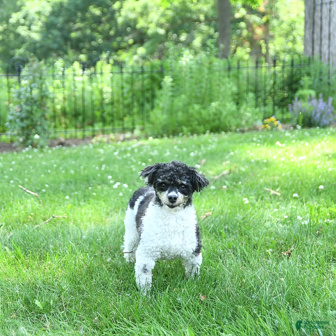 Havapoo dogs for sale: Ember - Ad 17