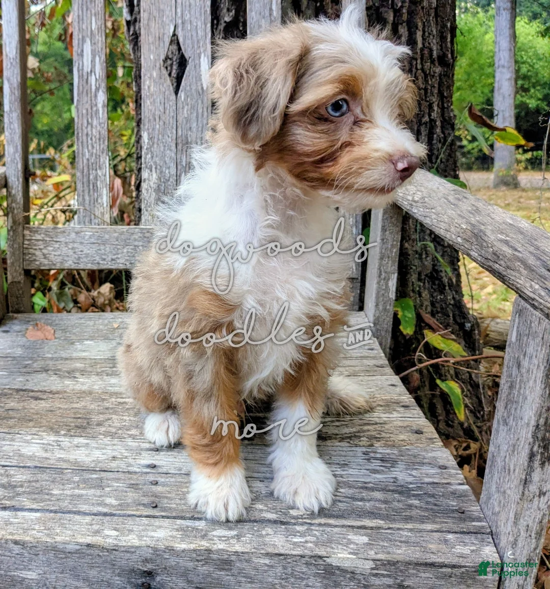 Mini Aussiedoodle dogs for sale: Russell - blue eyes  - Ad 5