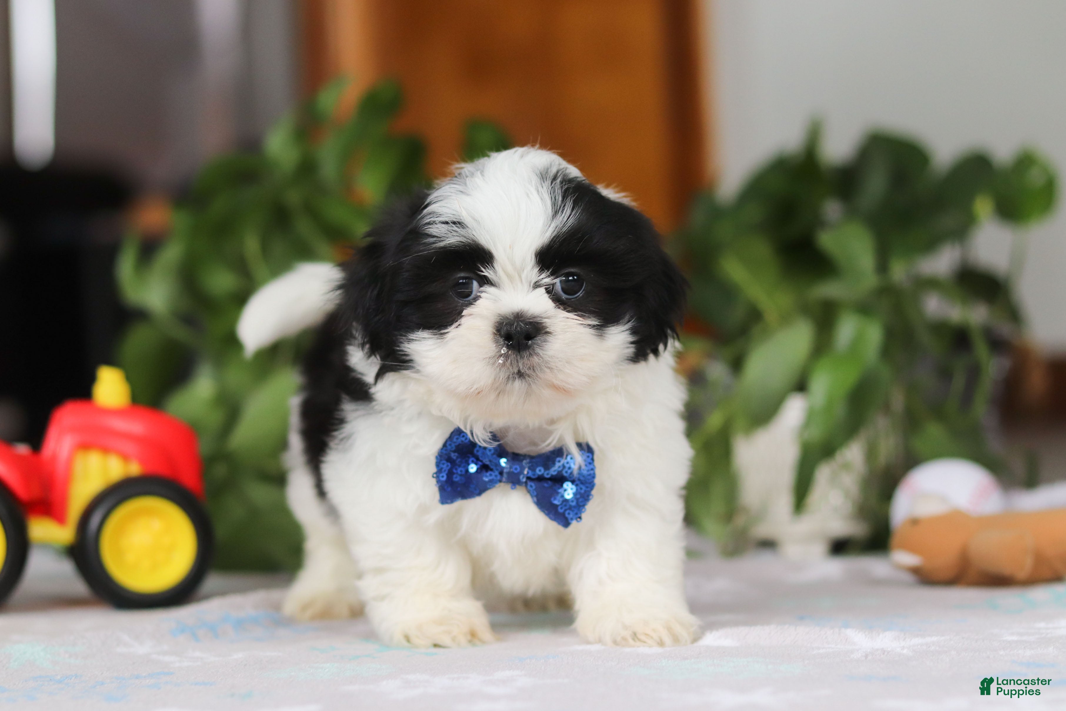 Shih Tzu dogs Adam - Ad 40