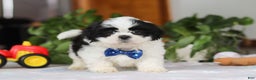 Shih Tzu dogs for sale: Adam - Ad 1