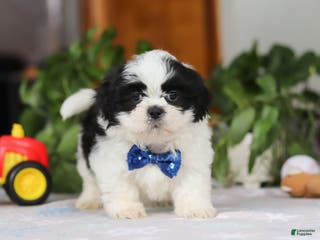 Shih Tzu dogs Adam - Ad 40