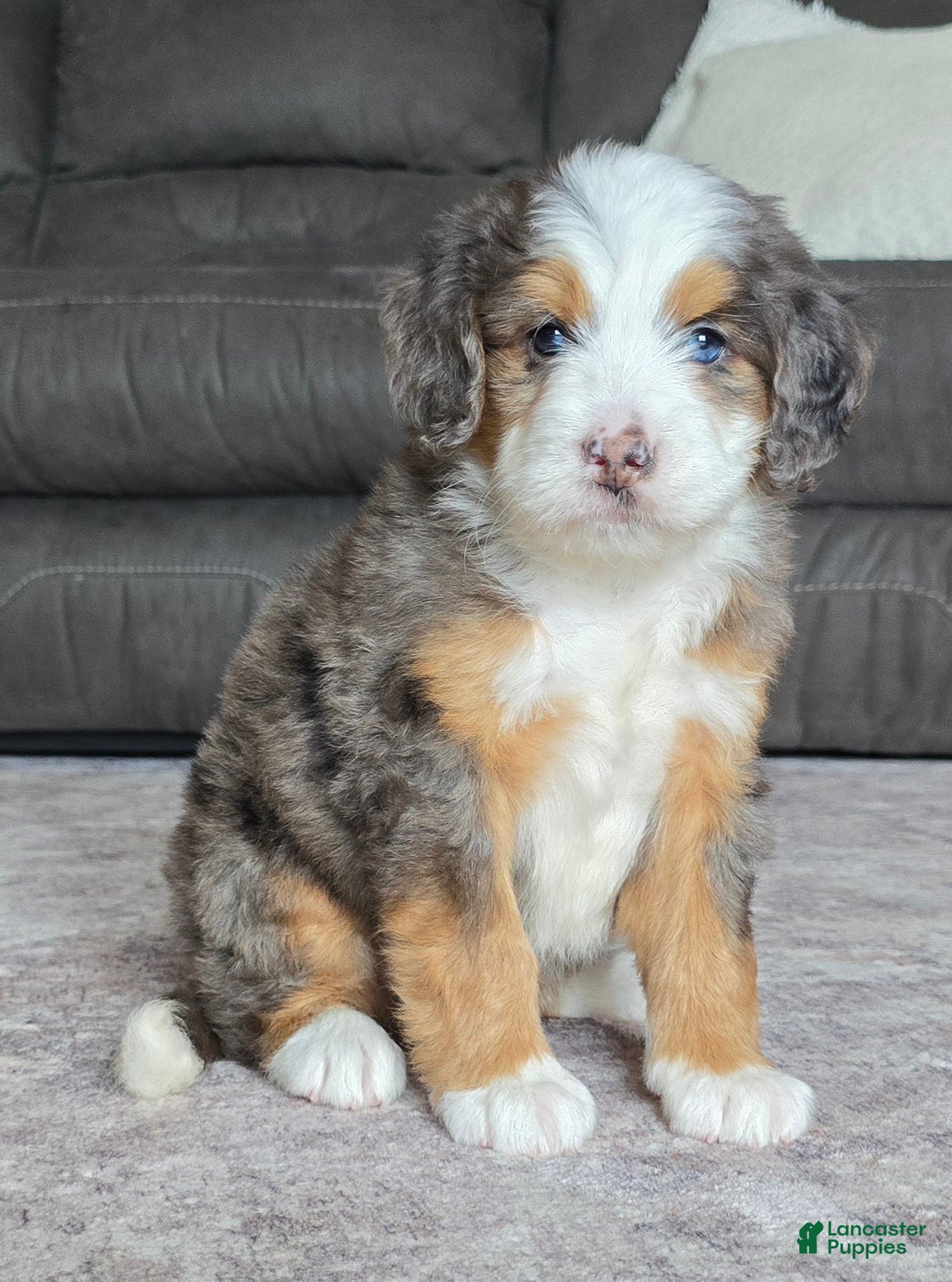 Mini Bernedoodle dogs Mini Tate - Ad 1