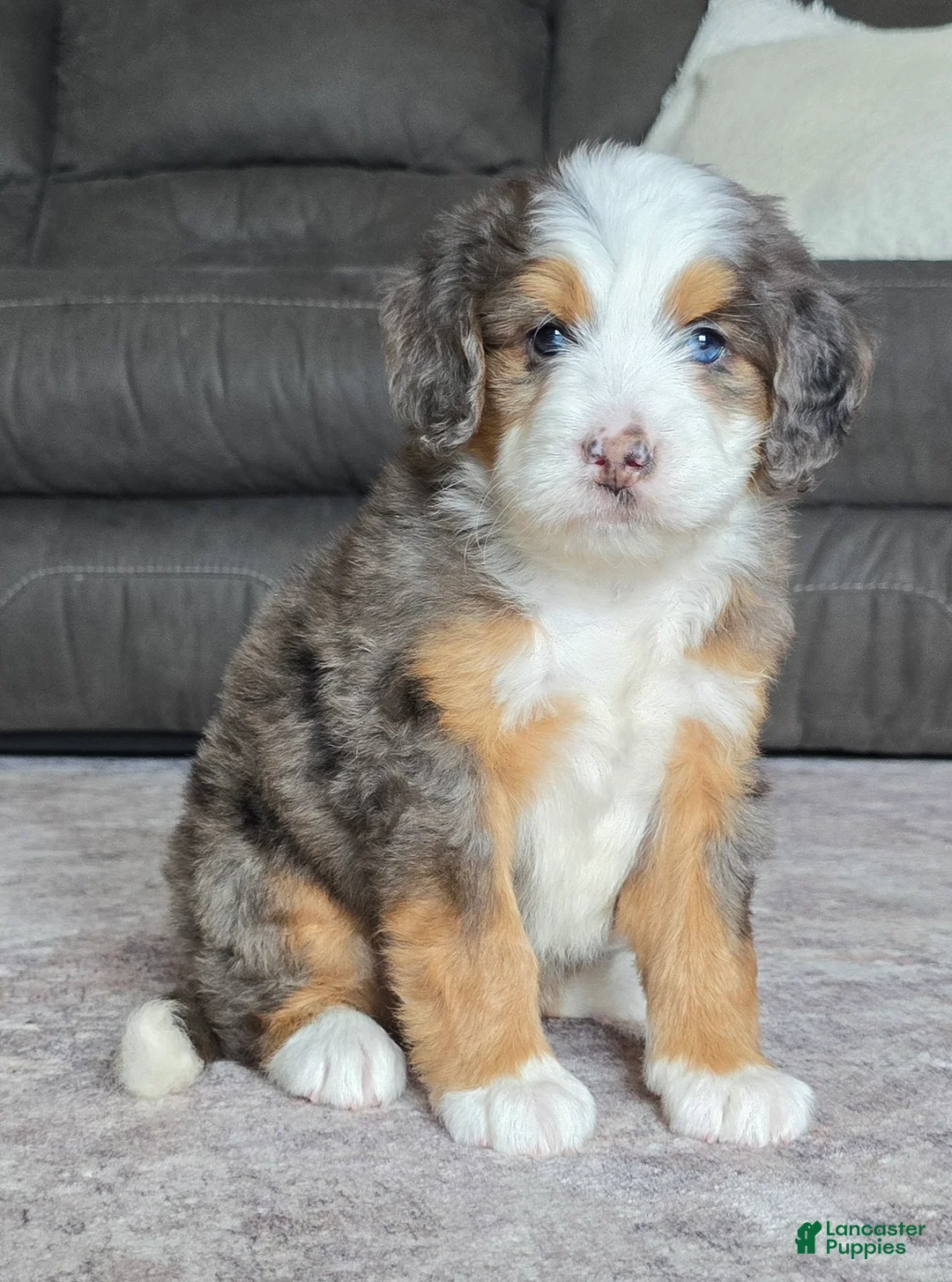 Mini Bernedoodle dogs for sale: Mini Tate - Ad 1
