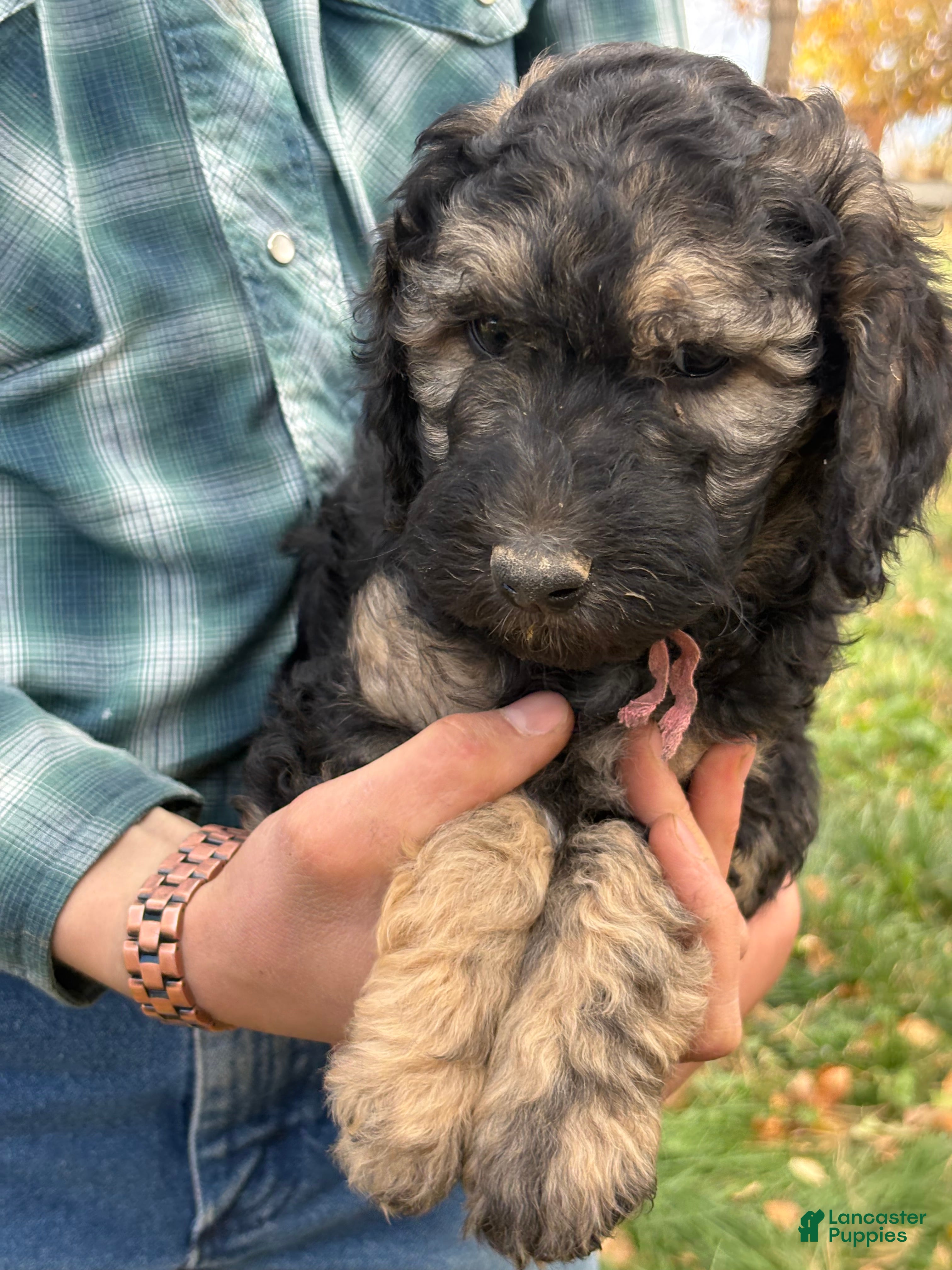 Mixed Breed dogs for sale: Jinny – Grey & Black Phantom Mini Bernedoodle | Playful, Happy & Loves to Snuggle | 25–30 lbs - Ad 2