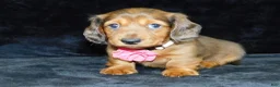 Miniature Dachshund dogs for sale: AKC Jewel - Ad 13