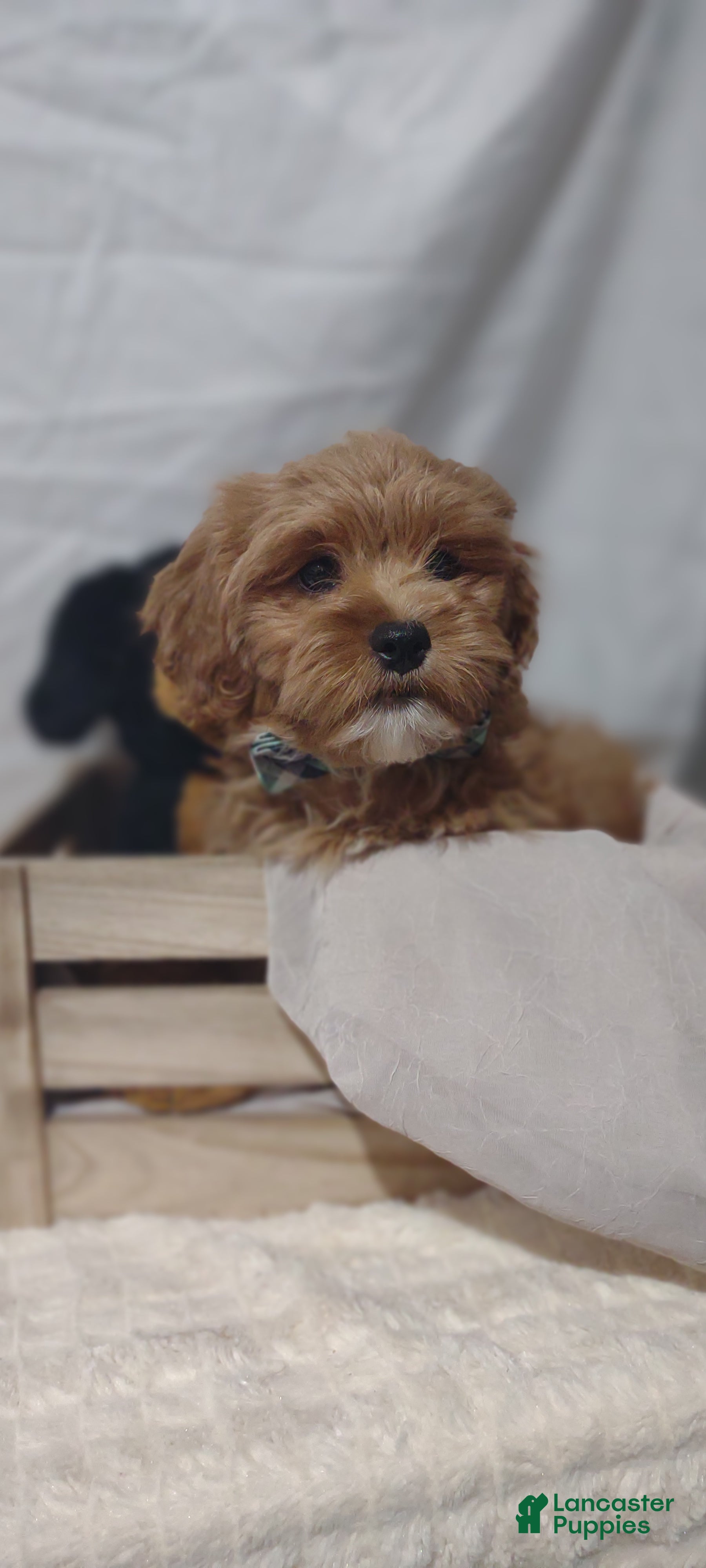Shihpoo dogs for sale: Shihpoo Puppy 5 Malcolm  - Ad 2