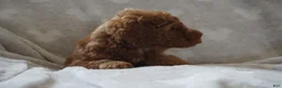 Miniature Poodle dogs for sale: GINA - Ad 3