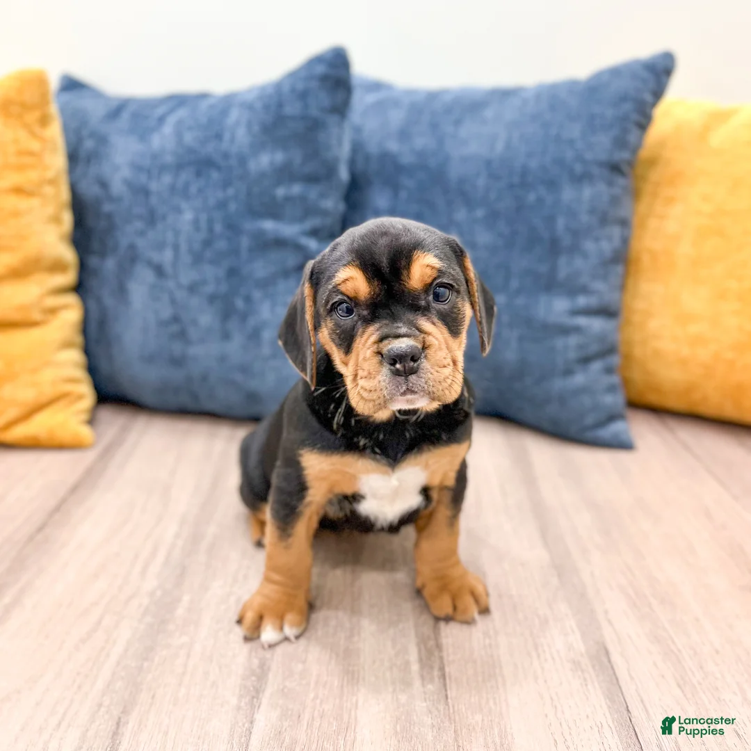 Mixed Breed dogs for sale: Ginger - Ad 3