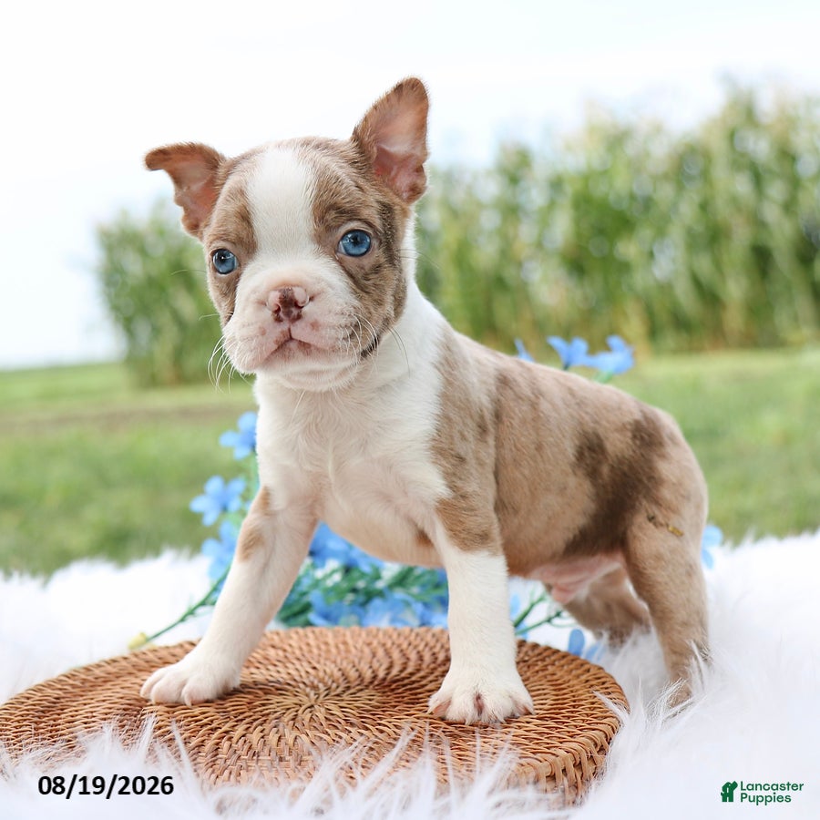 Boston Terrier dogs Reno - Ad 1