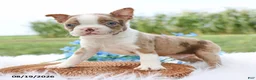 Boston Terrier dogs for sale: Reno - Ad 1