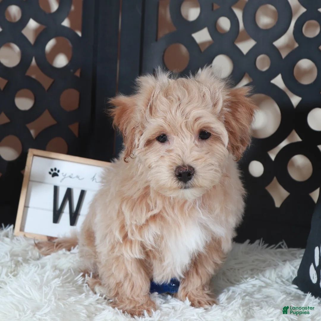 Maltipoo dogs for sale: Maltipoo Puppy Barry - Ad 3