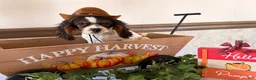 Cavalier King Charles Spaniel dogs for sale: Scamper - Ad 2