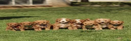 Cavapoo dogs for sale: Sloane  - Ad 5