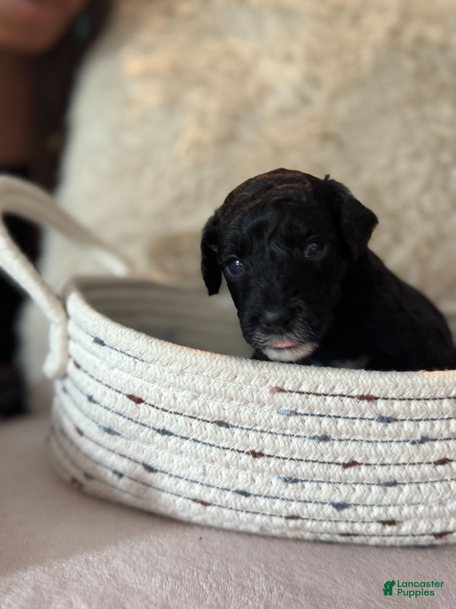 Toy Poodle dogs Stella - Ad 2