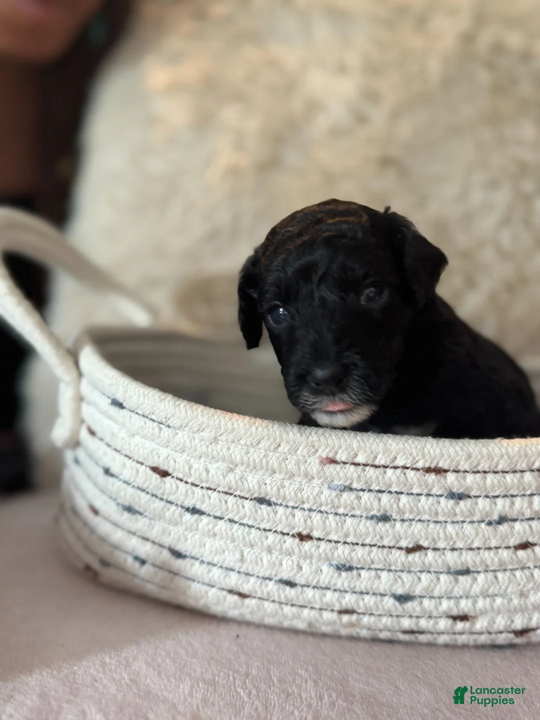 Toy Poodle dogs for sale: Stella - Ad 2