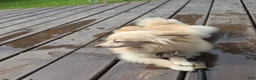Pomapoo dogs for sale: Pomapoo 3 - Ad 5