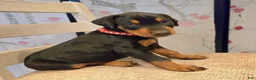 Doberman Pinscher dogs for sale: Doberman Pinscher Puppy 2 - Ad 4