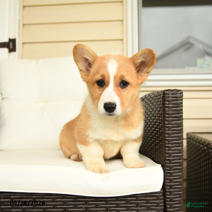 Welsh Corgi Pembroke dogs for sale: Francis - Ad 1