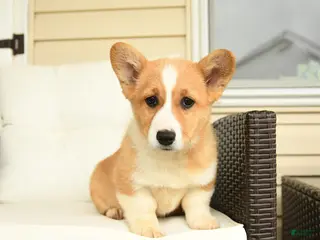 Welsh Corgi Pembroke dogs for sale: Francis - Ad 1