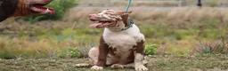 American Bully dogs for sale: Polaris - Ad 5