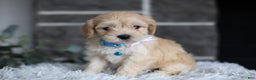 Maltipoo dogs for sale: Millie - Ad 5
