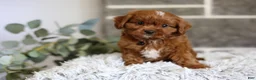 Cavapoo dogs for sale: Elliot - Ad 1