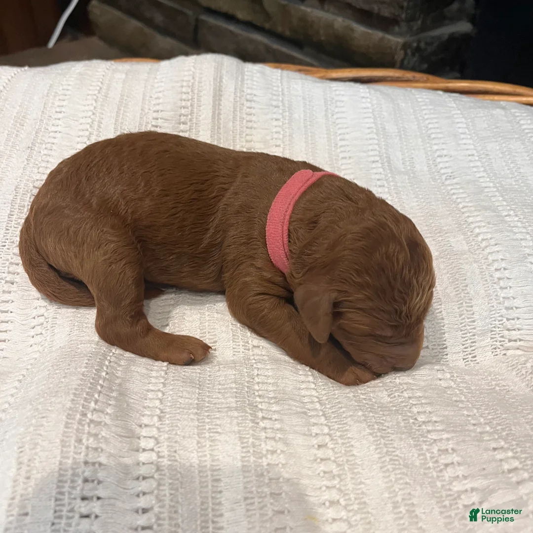 Irish Doodle dogs for sale: Dark Pink Collar - “Robin” - Ad 1