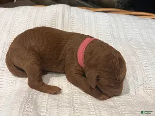 Irish Doodle dogs for sale: Dark Pink Collar - “Robin” - Ad 3