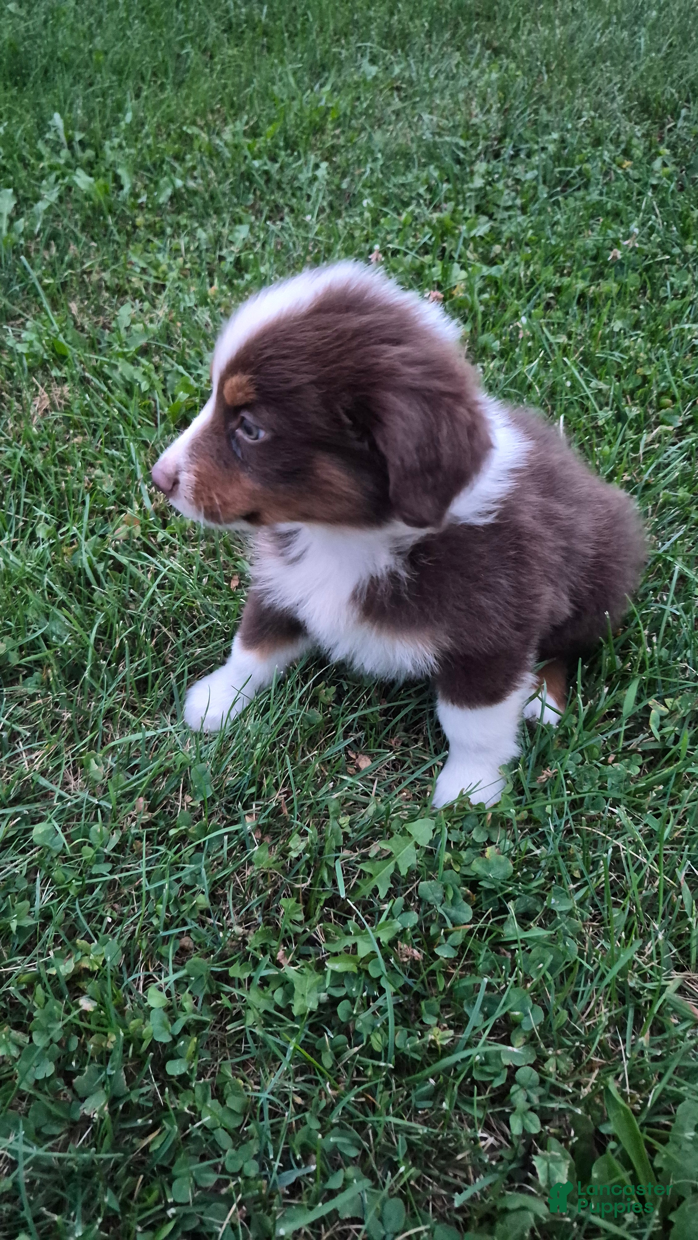 Australian Shepherd dogs Sapphire, A.S. 7 - Ad 2