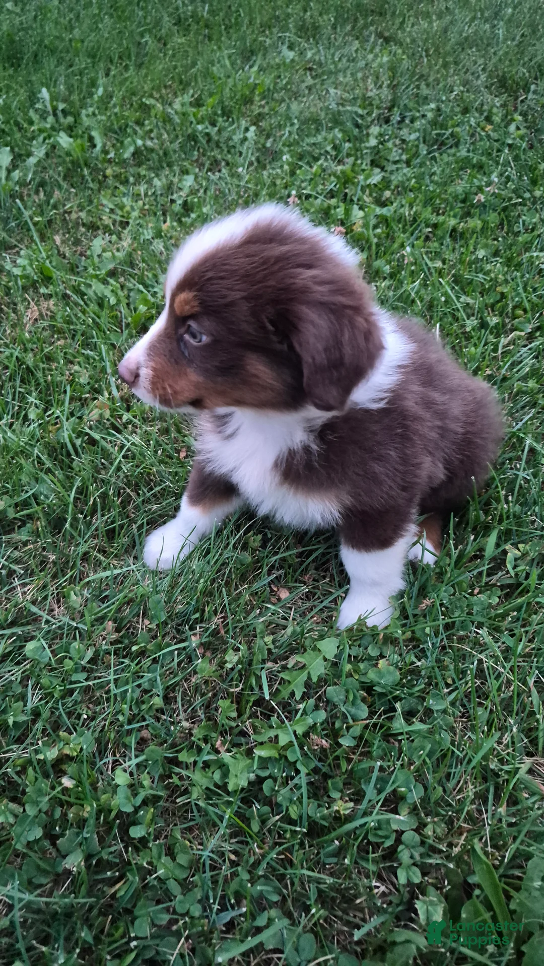 Australian Shepherd dogs for sale: Sapphire, A.S. 7 - Ad 2