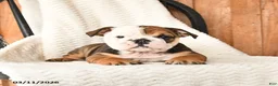 English Bulldog dogs for sale: Quinton - Ad 3
