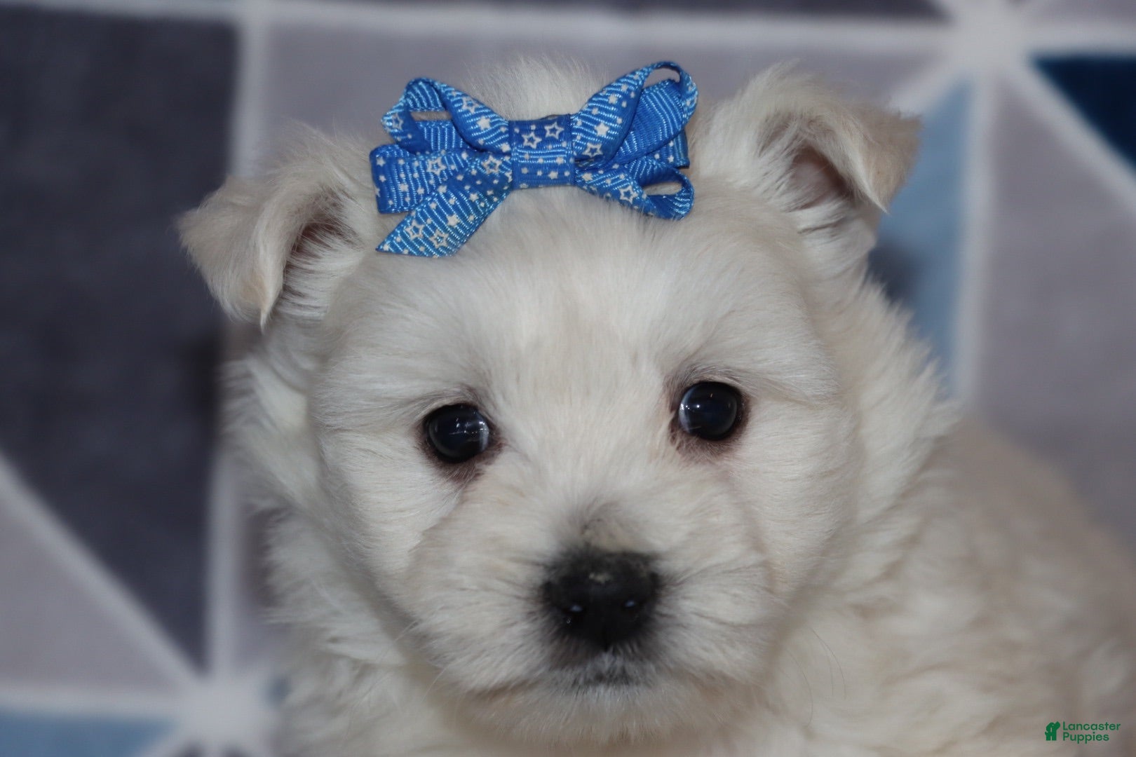 West Highland Terrier dogs Patsy - Ad 2