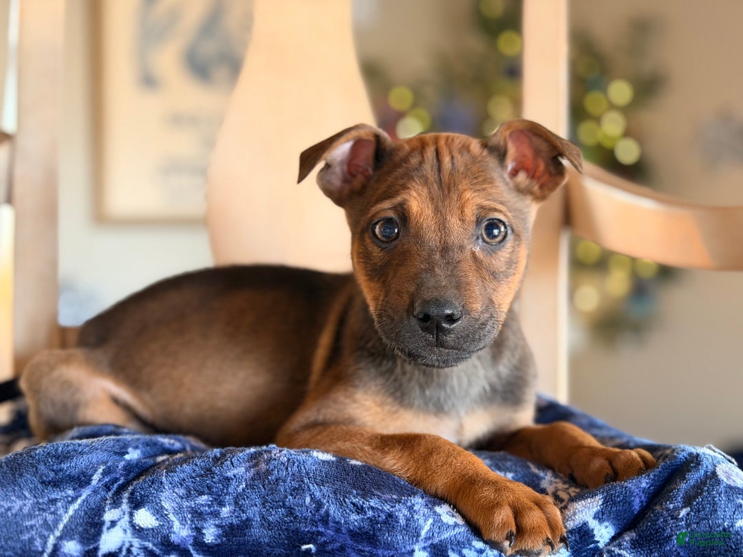 Mixed Breed dogs for sale: Mixed Breed Puppy 1 - Ad 2