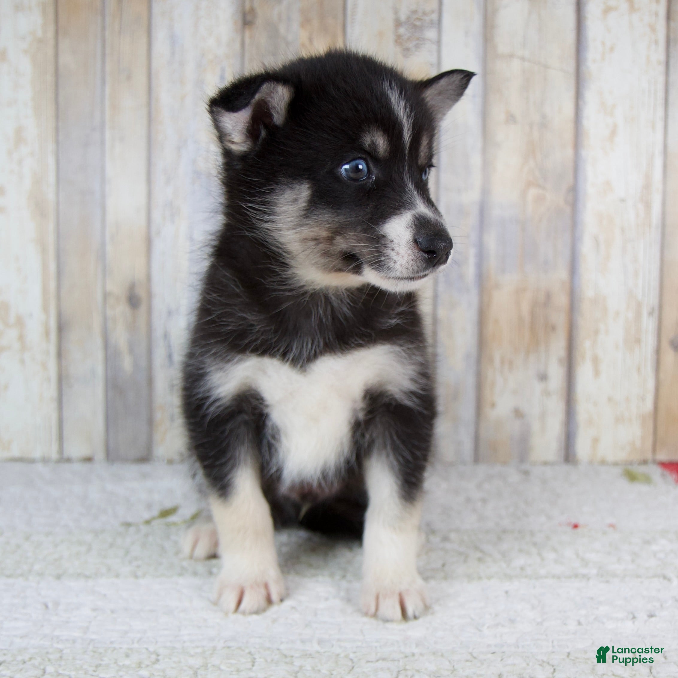 Pomsky dogs Cruse - Ad 1