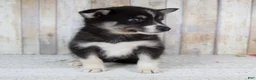 Pomsky dogs for sale: Cruse - Ad 1