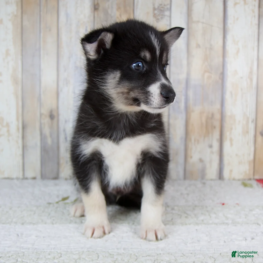 Pomsky dogs for sale: Cruse - Ad 1