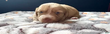 Miniature Dachshund Puppy 1